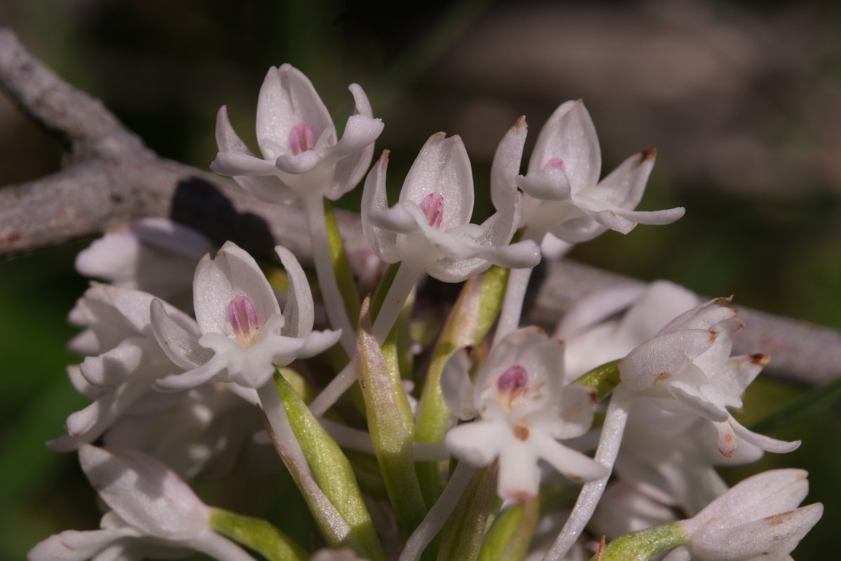 Ultime orchidee per quest''anno - Dalla Grecia con passione